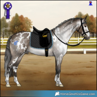 Horse Color:Gray White Spotted Brown Dun Appaloosa
