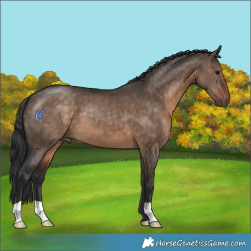 Horse Color:Brown Dun 