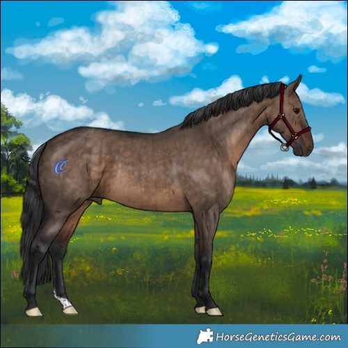 Horse Color:Brown Dun Brindle 