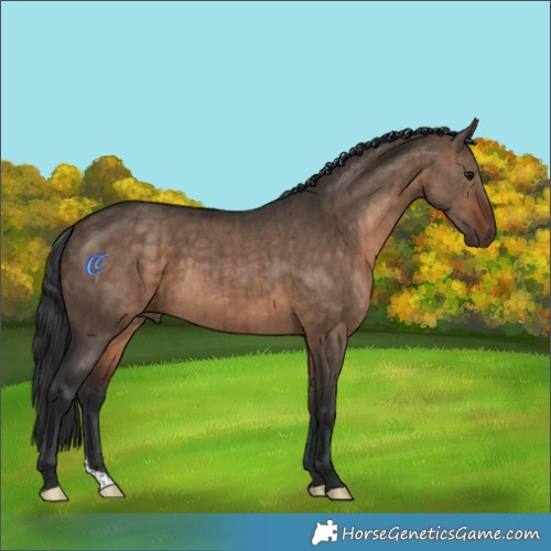 Horse Color:Brown Dun Brindle 