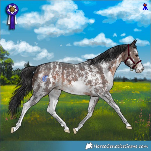 Horse Color:Bay Sabino