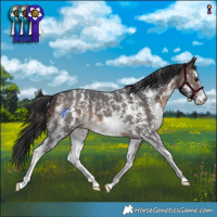 Horse Color:Bay Sabino 