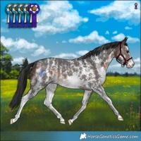 Horse Color:Bay Sabino