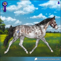 Horse Color:Bay Sabino 