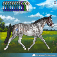 Horse Color:Bay Sabino