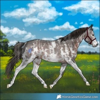 Horse Color:Gray Liver Chestnut Sabino Rabicano 