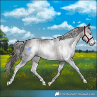 Horse Color:Gray Liver Chestnut Sabino Rabicano 