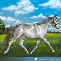 Horse Color:Gray Liver Chestnut Sabino Rabicano