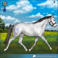 Horse Color:Gray Liver Chestnut Sabino Rabicano 