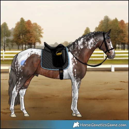 Horse Color:Gray Liver Chestnut Mushroom Tobiano  and Liver Chestnut Mushroom Tobiano Rabicano 