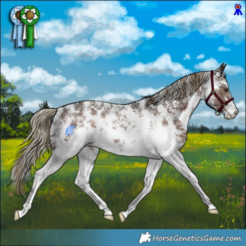 Horse Color:Liver Chestnut Sabino Rabicano 