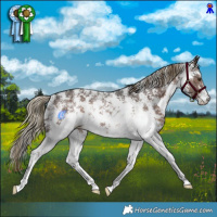 Horse Color:Liver Chestnut Sabino Rabicano 