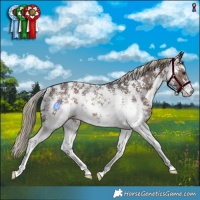 Horse Color:Liver Chestnut Sabino Rabicano 