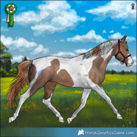 Horse Color:Liver Red Dun Tobiano 