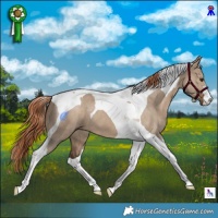 Horse Color:Liver Red Dun Tobiano 