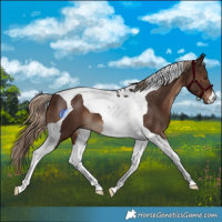 Horse Color:Liver Chestnut Tobiano 