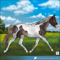 Horse Color:Liver Chestnut Tobiano