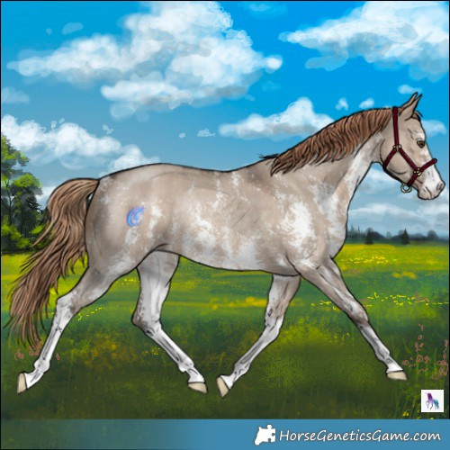Horse Color:Liver Red Dun Sabino Rabicano
