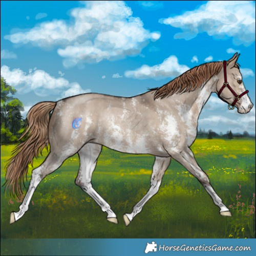 Horse Color:Liver Red Dun Sabino Rabicano 