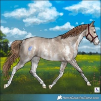 Horse Color:Liver Red Dun Sabino Rabicano 