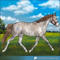 Horse Color:Liver Red Dun Sabino Rabicano 