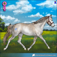 Horse Color:Gray Liver Red Dun Sabino Rabicano 