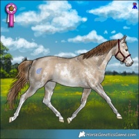 Horse Color:Gray Liver Red Dun Sabino Rabicano 