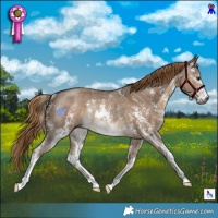 Horse Color:Gray Liver Red Dun Sabino Rabicano 