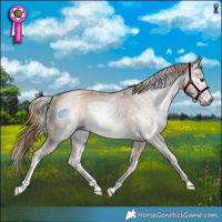 Horse Color:Gray Liver Red Dun Sabino Rabicano 