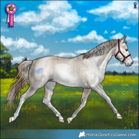 Horse Color:Gray Liver Red Dun Sabino Rabicano 