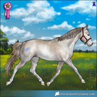 Horse Color:Gray Liver Red Dun Sabino Rabicano 