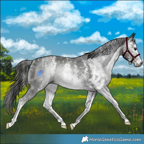 Horse Color:Gray Black Sabino Rabicano 