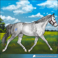 Horse Color:Gray Black Sabino Rabicano