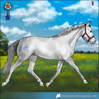Horse Color:Gray Black Sabino Rabicano 