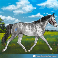Horse Color:Gray Black Sabino Rabicano 