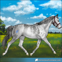 Horse Color:Gray Black Sabino Rabicano 