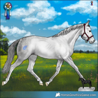 Horse Color:Gray Black Sabino Rabicano