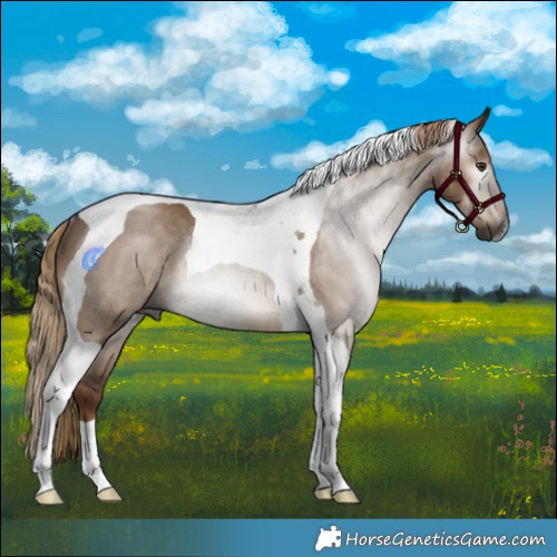 Horse Color:Gray Liver Red Dun Tobiano Rabicano 