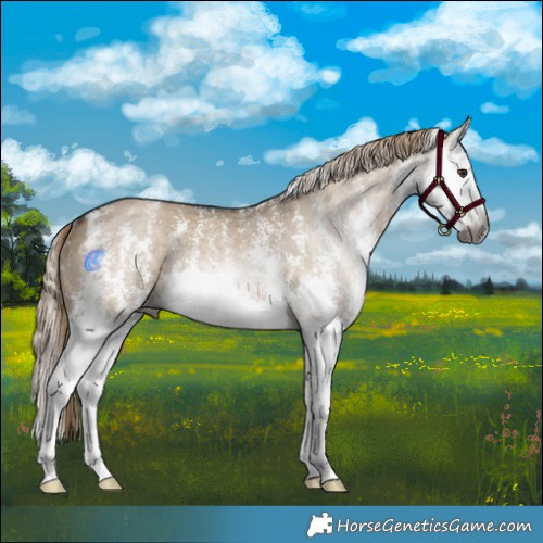 Horse Color:Gray Liver Red Dun Sabino Splash Rabicano 
