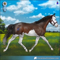 Horse Color:Liver Chestnut Splash 