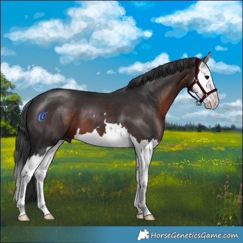 Horse Color:Brown Splash 