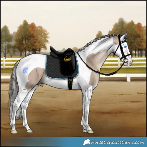 Horse Color:Classic Champagne Dun Splash Tobiano 