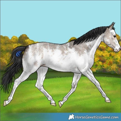 Horse Color:White Spotted Brown Dun Sabino