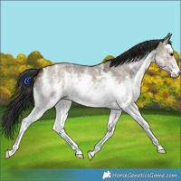 Horse Color:White Spotted Brown Dun Sabino