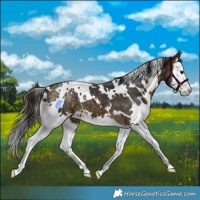 Horse Color:White Spotted Buckskin Splash 