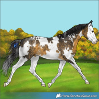 Horse Color:White Spotted Buckskin Splash 