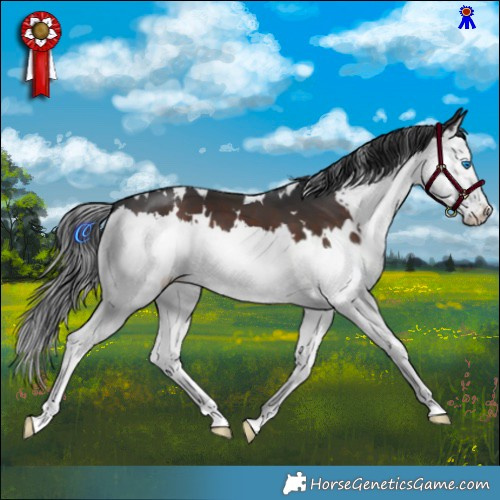 Horse Color:White Spotted Brown Splash 