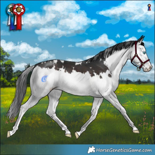 Horse Color:White Spotted Brown Splash 