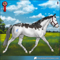 Horse Color:White Spotted Brown Splash