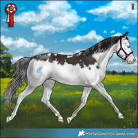 Horse Color:White Spotted Brown Splash 